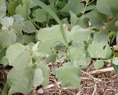 Abutilon trisulcatum