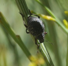 Catasarcus transversalis