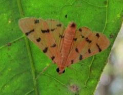 Dichocrocis