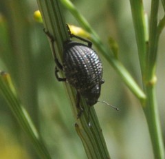 Catasarcus transversalis