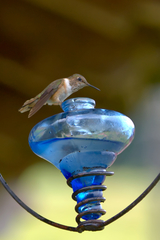 Selasphorus scintilla