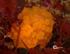 Doriopsilla pelseneeri