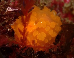 Doriopsilla pelseneeri