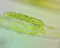 Cladophora glomerata