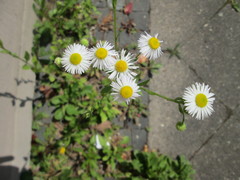 Erigeron annuus