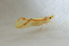 Otiocerus coquebertii