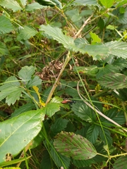 Chlorion hemipyrrhum