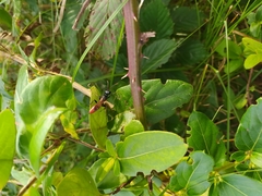 Chlorion hemipyrrhum