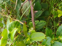 Chlorion hemipyrrhum