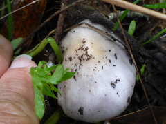 Inocybe pallidicremea