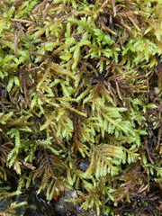 Pseudisothecium cristatum