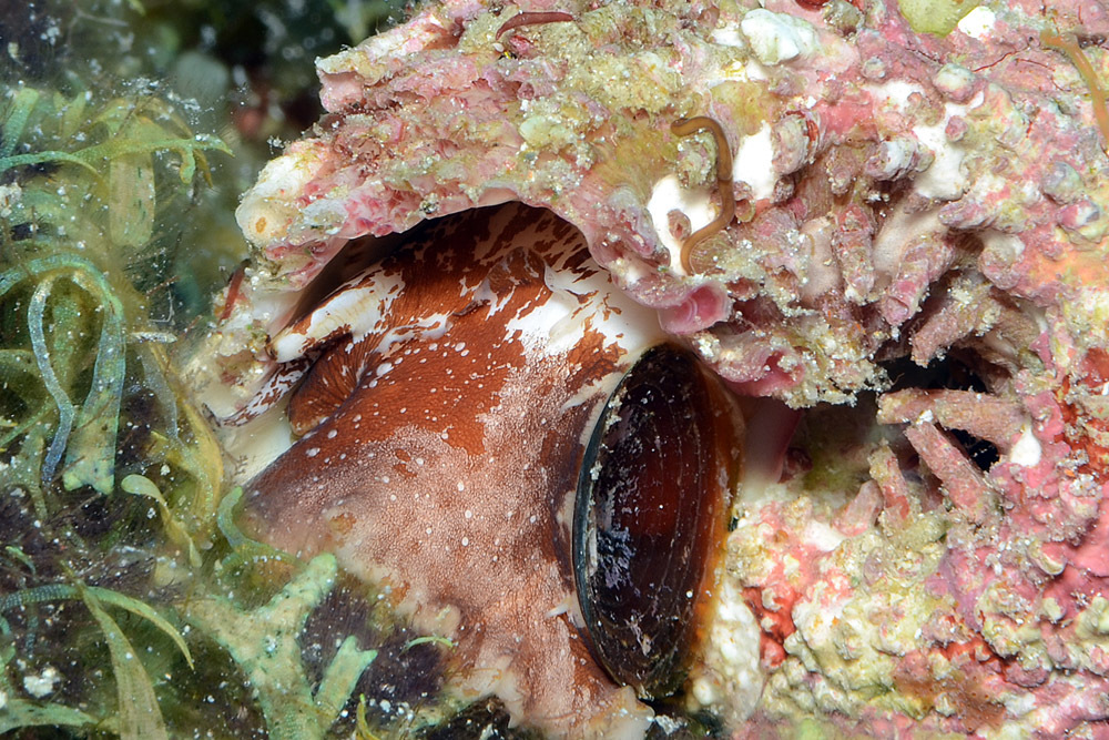 Angaria exasperata (Dillwyn, 1817)