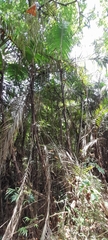 Bactris major