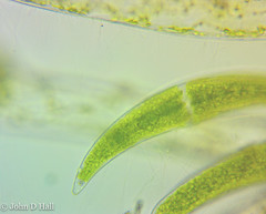 Closterium moniliferum