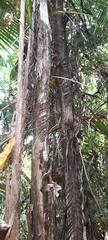 Bactris major