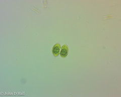 Staurastrum punctulatum