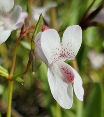 Collinsia sparsiflora collina