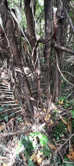 Bactris major