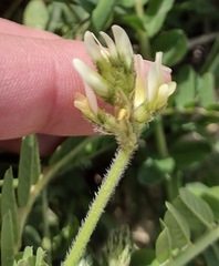 Astragalus boeticus