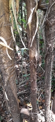 Bactris major