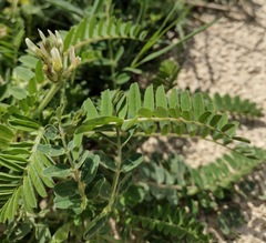 Astragalus boeticus