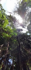 Bactris major