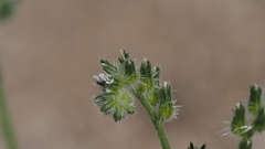 Cryptantha decipiens