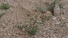 Cryptantha decipiens