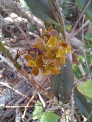 Epidendrum anceps
