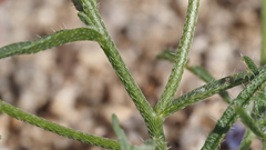 Cryptantha decipiens
