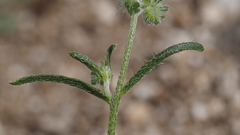 Cryptantha decipiens