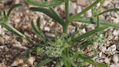 Cryptantha decipiens