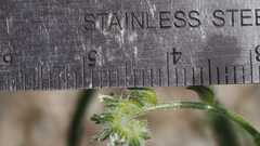 Cryptantha decipiens