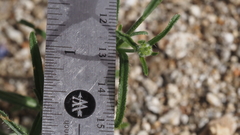 Cryptantha decipiens