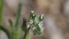 Cryptantha decipiens