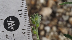 Cryptantha decipiens