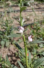 Misopates calycinum
