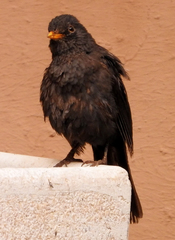 Turdus merula