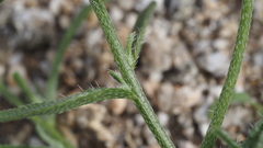 Cryptantha decipiens