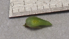 Cryptantha decipiens