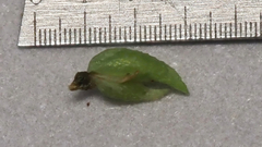 Cryptantha decipiens