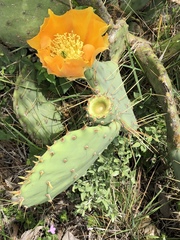 Opuntia pyrocarpa