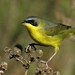 Southern Yellowthroat - Photo (c) Gustavo Puente, some rights reserved (CC BY-NC), uploaded by Gustavo Puente