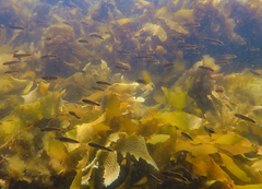 Trachinops caudimaculatus