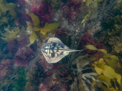Urolophus cruciatus