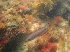 Pseudophycis palmata