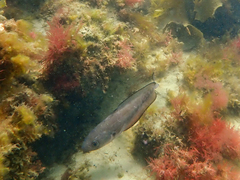 Pseudophycis palmata