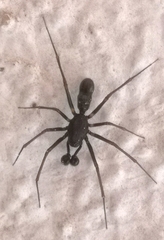 Neriene furtiva