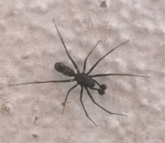 Neriene furtiva