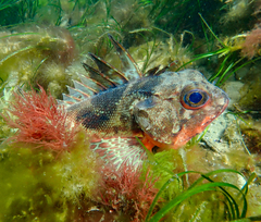 Cobbler Perch photo 5